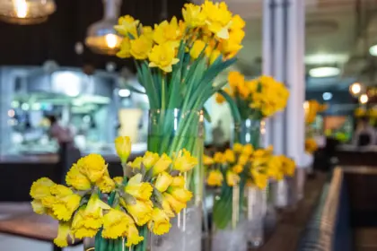 Daffodils